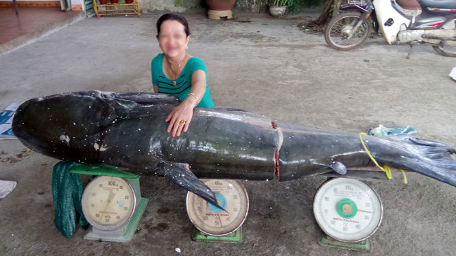 [-]Bắt[-]cá[-]úc[-]khủng[-]nặng[-]130kg[-]trên[-]sông[-]Sêrêpốk
